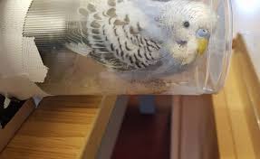 You've heard of a gaggle of geese or a murder of crows, but what do you call a group of finches, jays or woodpeckers? Group Of Foreign Travelers Rescue Lost Parrot In Husavik N Iceland Owner Overjoyed Icelandmag