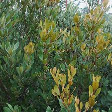 Image result for Euclea