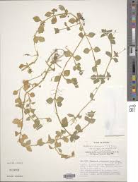 Image result for Silene abyssinica