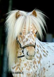 Am I Cute Or What Horses Pretty Horses Miniature Horse