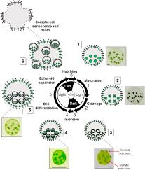 Volvox A Simple Algal Model For Embryogenesis