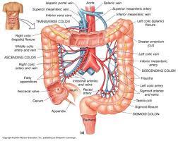 Chapter 24 Part 2 Large Intestine Physiology Health Science