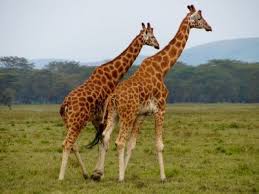 This giraffe is a subspecies of the northern giraffe and is also known as the baringo or ugandan giraffe. Rothschild S Giraffe