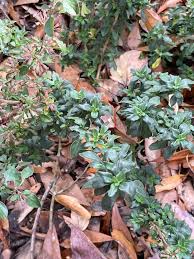 Image result for Dicliptera clinopodia