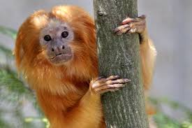 Maybe you would like to learn more about one of these? The Pygmy Marmoset