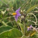 Image result for Solanum campylacanthum 'panduriforme type'