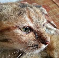 Biasanya selain menyebabkan mata berair juga menyebabkan mata merah pada kucing. Ubat Kucing Sakit Mata Kujie2 Com