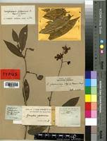 Image result for Gomphia