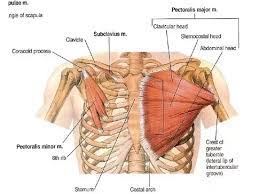 Upper arm and chest muscles. What Is The Best Bodyweight Exercise To Grow Your Upper Inner Chest Quora