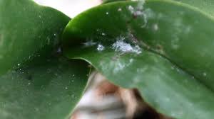 Image result for puklice na orchideích obrázek