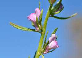 Image result for Misopates