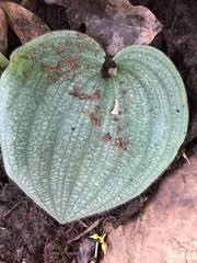 Image result for Habenaria magnirostris
