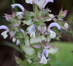 Image result for Salvia sclarea