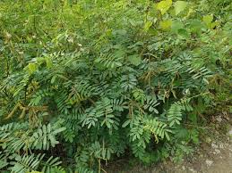 Image result for Indigofera hirsuta