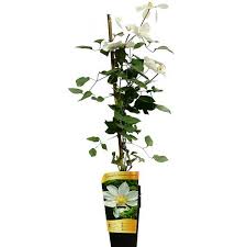 Check spelling or type a new query. Clematis Guernsey Cream 1l Fruttii Shop