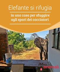 Elefante Si Rifugia In Una Casa Per Sfuggire Agli Spari Dei Cacciatori My Animals Elefante Cacciatori Animali