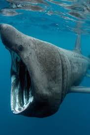 10 Big Mouthed Facts About Basking Sharks Big Mouthed Facts About Sharks Sea World Big Shark Basking Shark Shark Photos