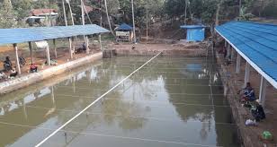 Pemancingan Rawa Lutung Sarana Wisata Dan Hiburan Di Sukamaju Jonggol Bogor Wartajakarta Com