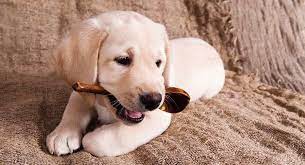 Bringing Home A New Puppy First Night Survival Tips Included