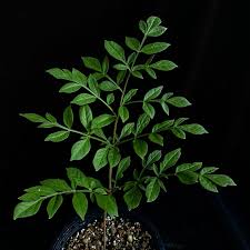 Image result for Gonatopus