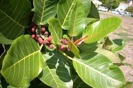 Image result for Ficus trichopoda