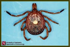 Termite control costs $500 to $3,000, ant extermination runs $80 to $500, roach fumigation costs $100 to $400 and bed bug treatments range from $300 to $5,000. Common Ticks Of Illinois Mchenry County Il