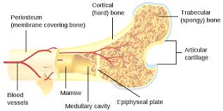As the names suggest compact bone looks compact and the spongy bone looks like sponges. File Bone Cross Section Svg Wikimedia Commons