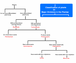 37 Thorough Animalia Flow Chart