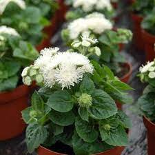 Ageratum Aloha White F1 Annual Plants White Plants Flower Seeds