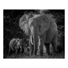 Baby Black And White Elephant Pictures Mother Baby Elephants Black White Poster Zazzle Com With Images Elephant Baby Elephant Elephant Species