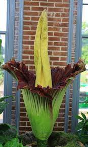 What S In Bloom Corpse Flower Corpse Flower Bloom Missouri Botanical Garden