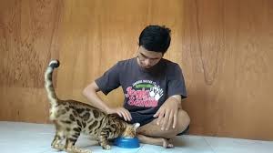 Jual beli kucing bengal online terlengkap, aman & nyaman di tokopedia. 08996945333 Jual Kucing Bengal Youtube