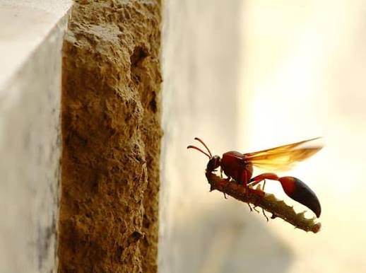 Mud Dauber Identification For Arizona Residents