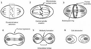 Schematic Representation Of An Animal Cell In Cytokinesis 1 During Download Scientific Diagram
