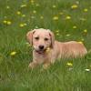 Developed in the 1860s to be swimmers & retrievers, these pups love doing both of those things! Https Encrypted Tbn0 Gstatic Com Images Q Tbn And9gcrmpabddibdhyejabz9jxbxexhcpuvpiqjofwzftwvjjn1v Mny Usqp Cau