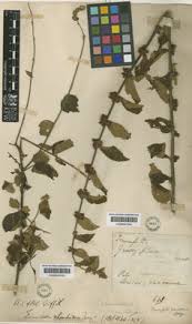 Image result for Triumfetta tomentosa