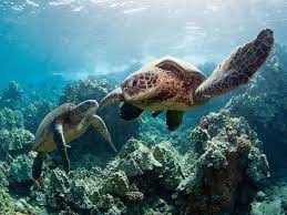 The hawksbill is one of the smaller sea turtles. 4 600 Sea Turtles Killed In Us Fisheries Every Year But That S Good News