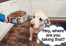 Check spelling or type a new query. 23 Tricks To Get A Picky Dog To Eat His Food Every Last Bit
