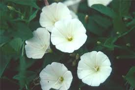 Image result for Convolvulus farinosus