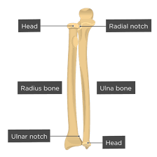 The radius or radial bone is one of the two large bones of the forearm, the other being the ulna. Radius And Ulna Bones Anatomy Introduction