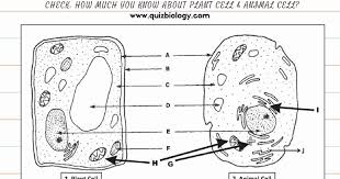 Animal And Plant Cells Worksheet Inspirational 1000 Images About Plant Animal Cells On Pinterest Chessmuse In 2020 Cells Worksheet Plant Cells Worksheet Cell Diagram