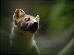 Baummarder Baummarder Marder Vertreiben Marder