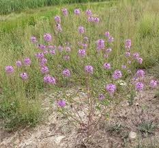 Not all plants provide these two basic needs. Southwest Colorado Wildflowers Peritoma Serrulata