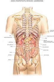 Female human anatomy vector diagram. Pin On Human Anatomy Organs