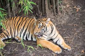 Resultado de imagen para tigre malayo