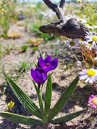 Image result for Babiana bainesii