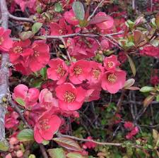 Image result for Chaenomeles japonica