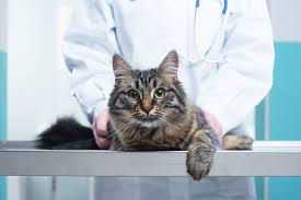 Some people are diagnosed by chance because they have a blood test done for other reasons, which. Bone Tumors Cancer In Cats Petmd