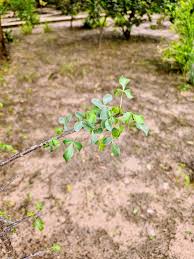 Image result for Chascanum angolense