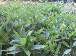 Image result for Shibataea